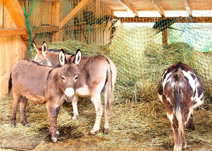 Tinyhaus 1 Vakantiehuis Schöllnach