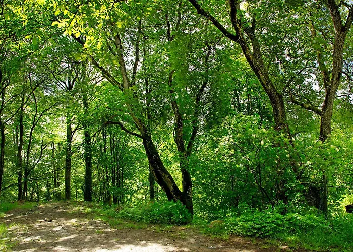 Tinyhaus 1 Vakantiehuis *