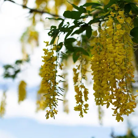 Tinyhaus 1 Tatil Evi Schöllnach