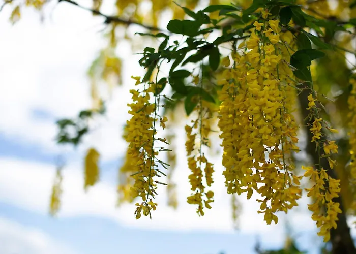 Tinyhaus 1 Dom wakacyjny Schöllnach